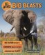 In Focus: Big Beasts (Paperback): Barbara Taylor