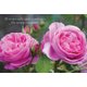 Card Box of 20 Notecards and Envelopes: Pink Rose (Cards): Peony Press