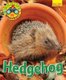 Wildlife Watchers: Hedgehog 2017 (Paperback): Ruth Owen