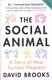 The Social Animal - A Story of How Success Happens (Paperback, 2nd Revised edition): David Brooks
