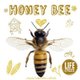 Honey Bee (Paperback): Grace Jones