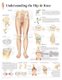 Understanding the Hip & Knee Paper Poster (Poster): Scientific Publishing