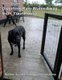 Baltic Garden - Diverting Rain Water Away from your House (Paperback): Gitte Ahrenkiel