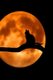 Talking to the Moon - Cats Are Nocturnal by Nature. They Vocalize to Connect to Each Other and to Us as Well. (Paperback):...