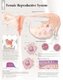 Female Reproductive System Paper Poster (Poster): Scientific Publishing