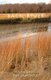 Back River - Verse by Jim Gronvold (Paperback): Jim Gronvold