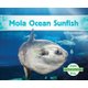 Mola Ocean Sunfish (Hardcover): Grace Hansen