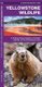 Yellowstone Wildlife - A Folding Pocket Guide to Familiar Animals of the Yellowstone Area (Pamphlet): James Kavanagh, Waterford...