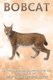 Bobcat - Faits amusants sur les animaux de zoo pour les enfants #28 (French, Paperback): Michelle Hawkins