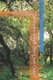 Underneath the Live Oaks - Volume 5: Collected Poems for Various Occasions (Paperback): Paul Duerksen