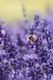 Lavender - Lavender Is an Herb. the Flower and the Oil of Lavender Are Used to Make Medicine. Lavender Is Commonly Used for...