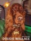 Well Heeled (Hardcover): Dougie Wallace