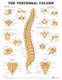 The Vertebral Column Anatomical Chart (Wallchart): Anatomical Chart Company