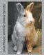 Adorable Animals Grayscale Coloring Book - Stunning Grayscale Images, (Perfect for Beginners and Animal Lovers) (Paperback):...