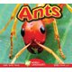 Ants (Hardcover): Aaron Carr