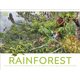 Rainforest (Hardcover): Dk
