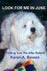 Look For Me in June - Finding Your Pet After Rebirth (Paperback): Karen a Bowen