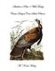 Audubon's Plate 1 Wild Turkey - Classic Designs Cross Stitch Pattern (Paperback): M Norah Halsey