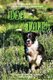 Dog Tales - 12 TRUE Dog Stories of Loyalty, Heroism and Devotion (Paperback): John Hodges
