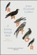 Raptor - A Journey Through Birds (Hardcover): James Macdonald Lockhart