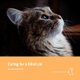 Caring for a Blind Cat (Paperback): Natasha Mitchell