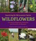 Searching for Minnesota's Native Wildflowers - A Guide for Beginners, Botanists, and Everyone in Between (Hardcover):...