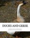Ducks and Geese (Paperback): Rob Slocum