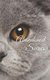 Abandoned Scenes (Paperback): Lee Keith Freeman