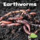Earthworms (Little Critters) (Paperback): Lisa J. Amstutz