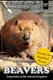 Beavers - Carpenters of the Animal Kingdom (Paperback): M. Martin