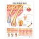 The Human Hair Anatomical Chart (Wallchart): Anatomical Chart Company