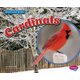 Cardinals (Hardcover): Gail Saunders-Smith